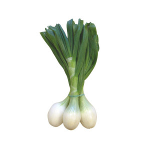 CEBOLLETA BLANCA MANOJO 3UDS