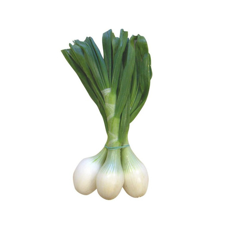 CEBOLLETA BLANCA MANOJO 3UDS