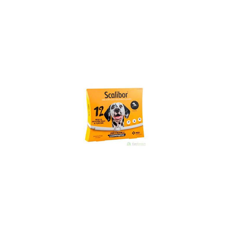 COLLAR SCALIBUR 12 MESES 65 CM